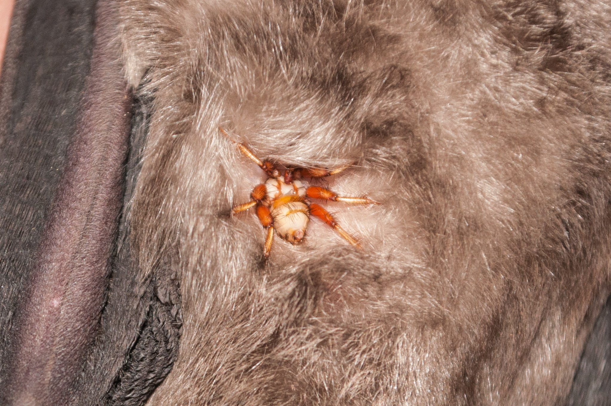 Oumatjie Cave Plettenberg Bay Rhinolophus capensis+Nycteribiidae (9)